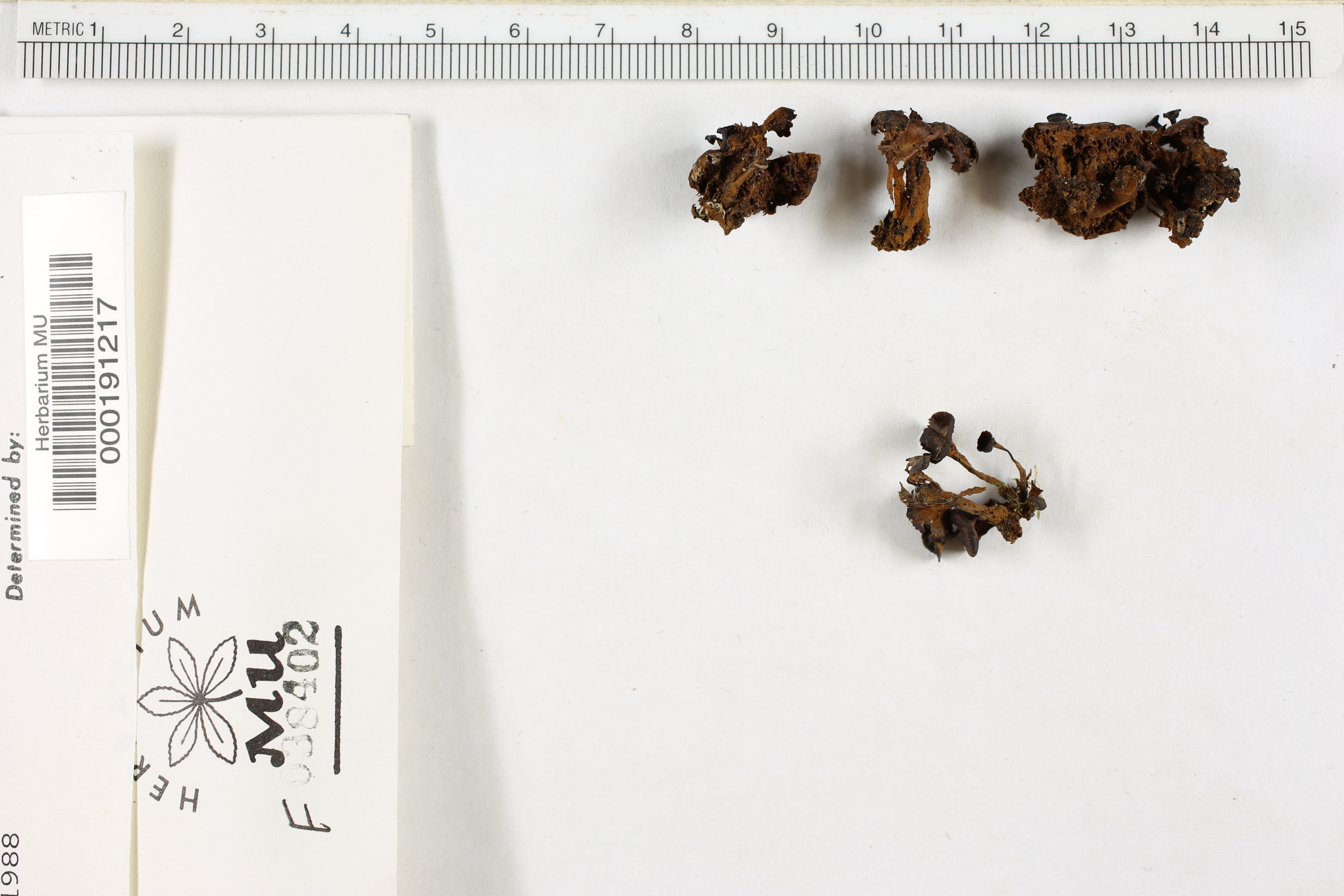 Coltriciella oblectabilis image