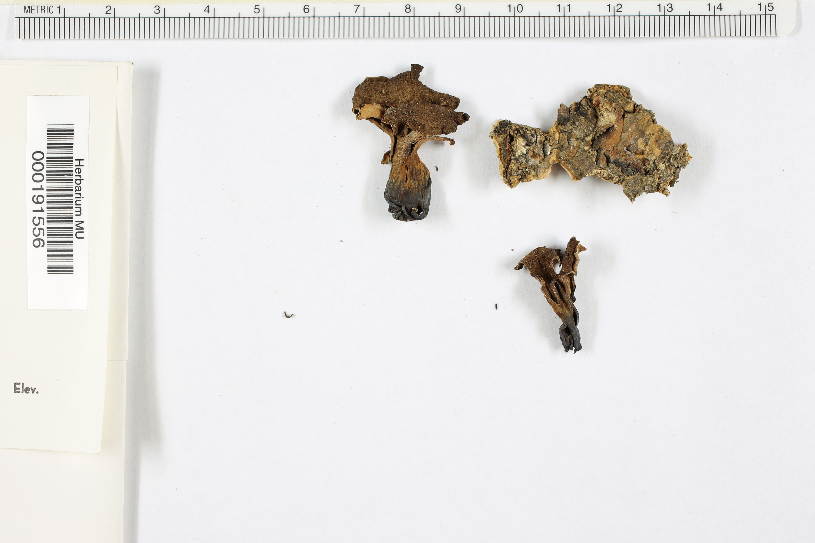 Craterellus infundibuliformis image