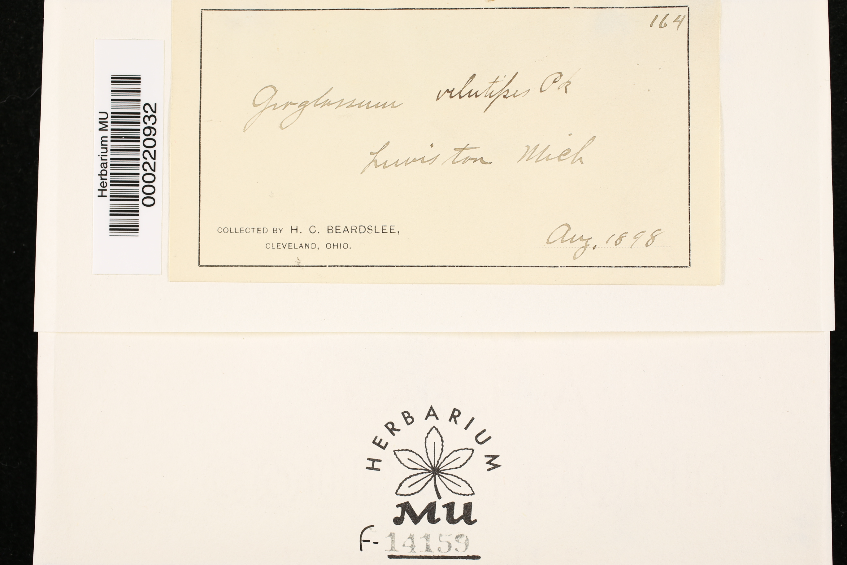 Geoglossum velutipes image