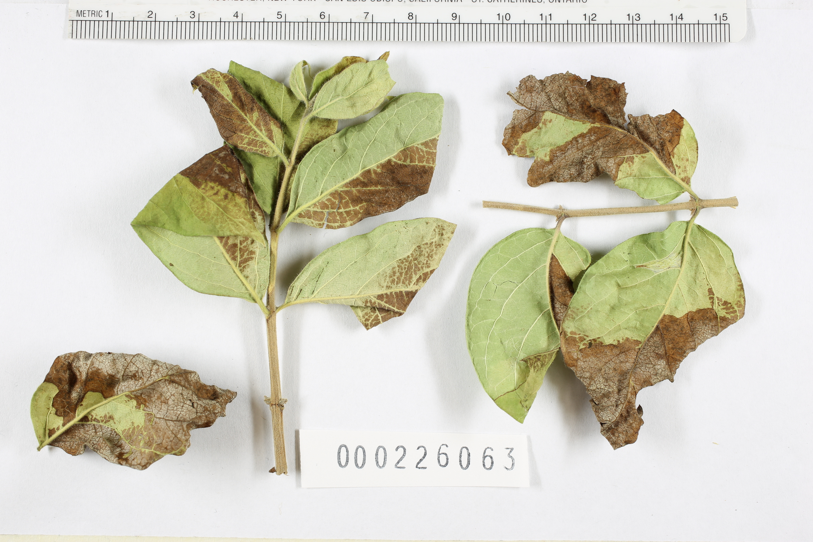 Insolibasidium deformans image