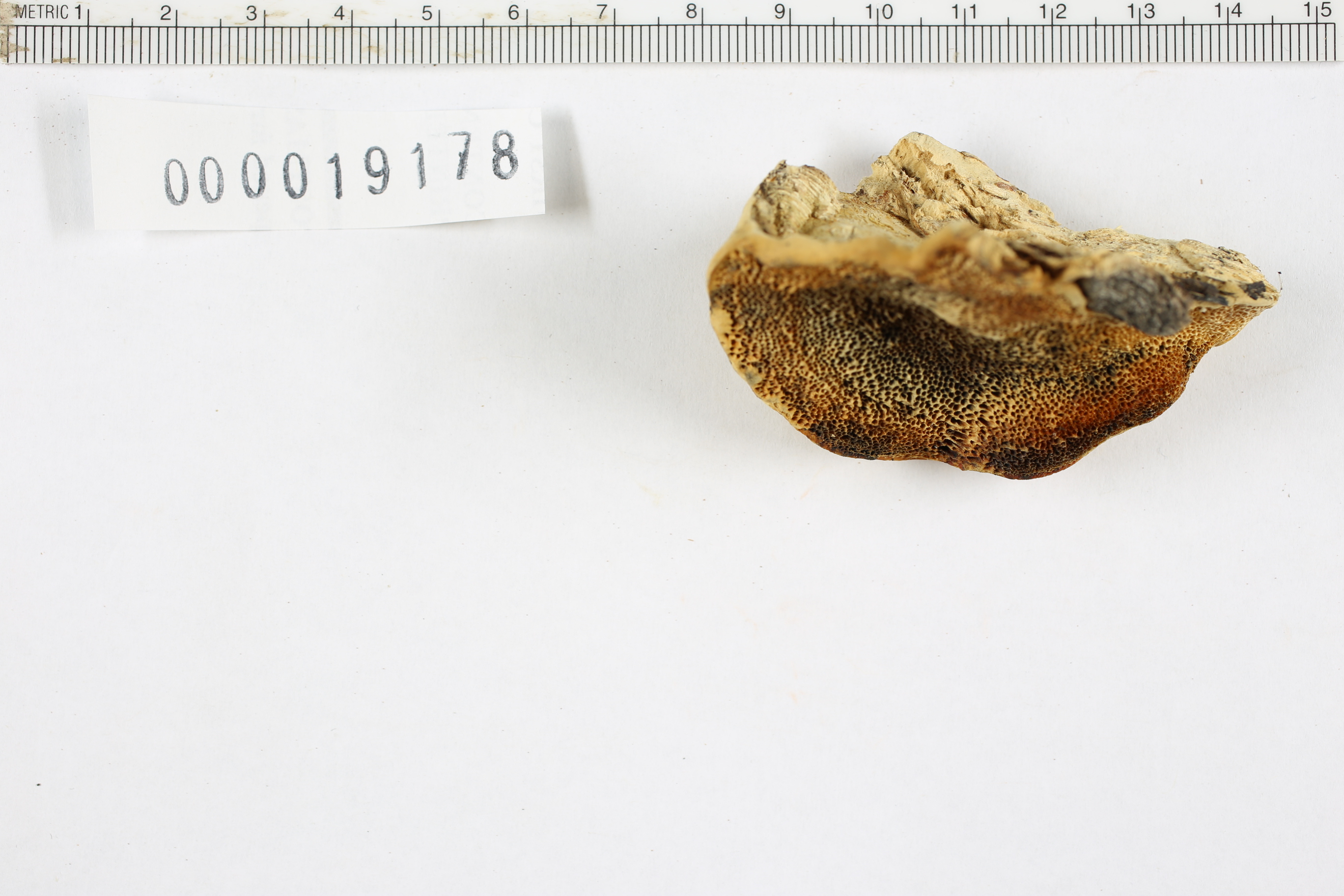 Trametes suaveolens image