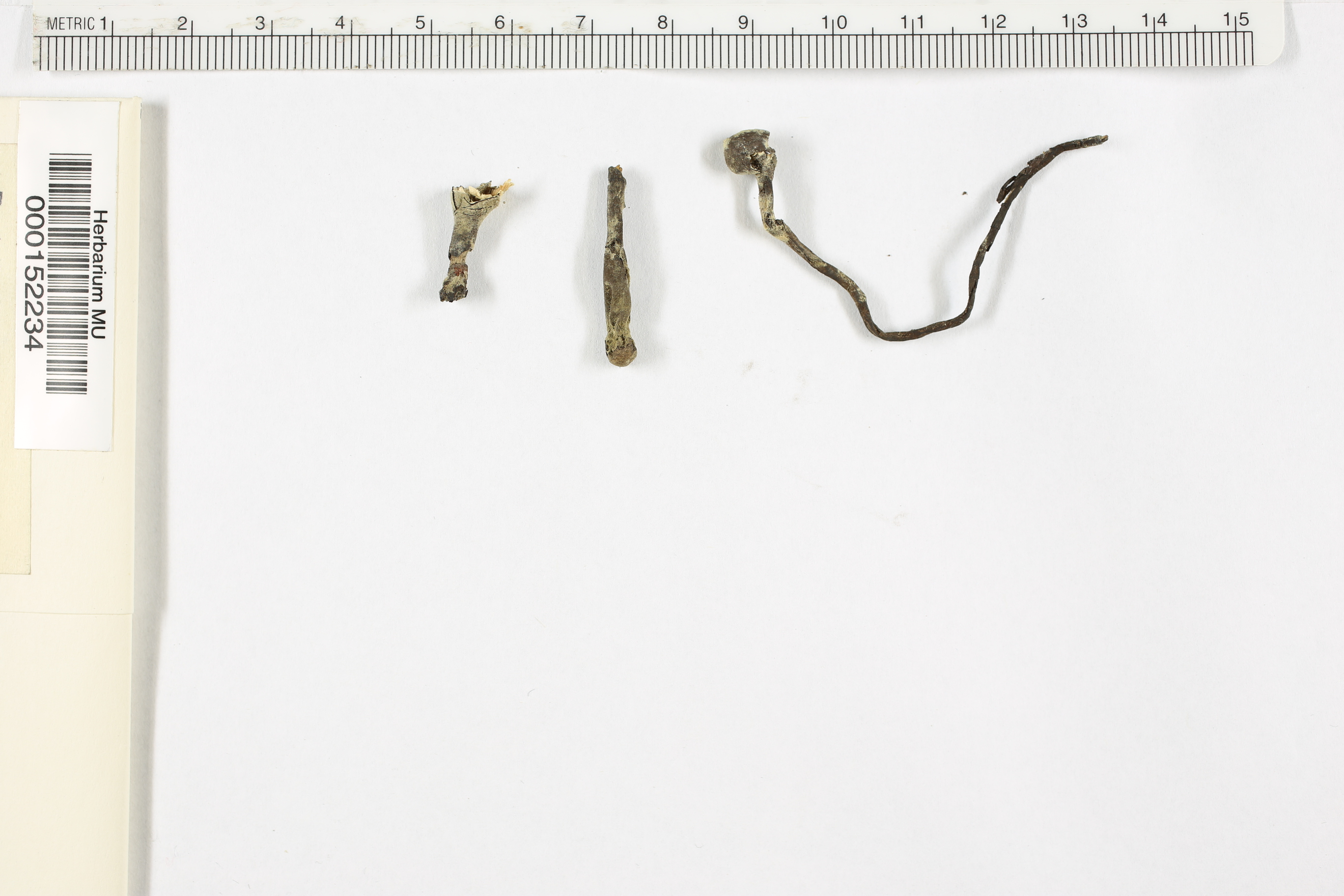 Xylaria obovata image