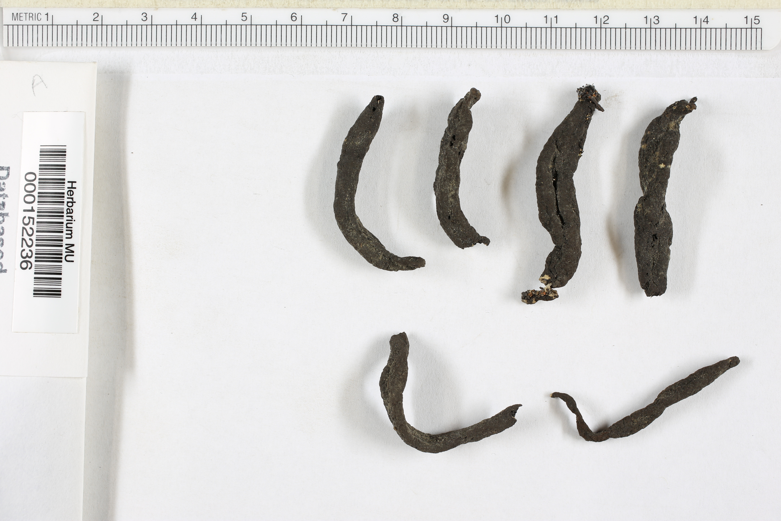 Xylaria bipindensis image