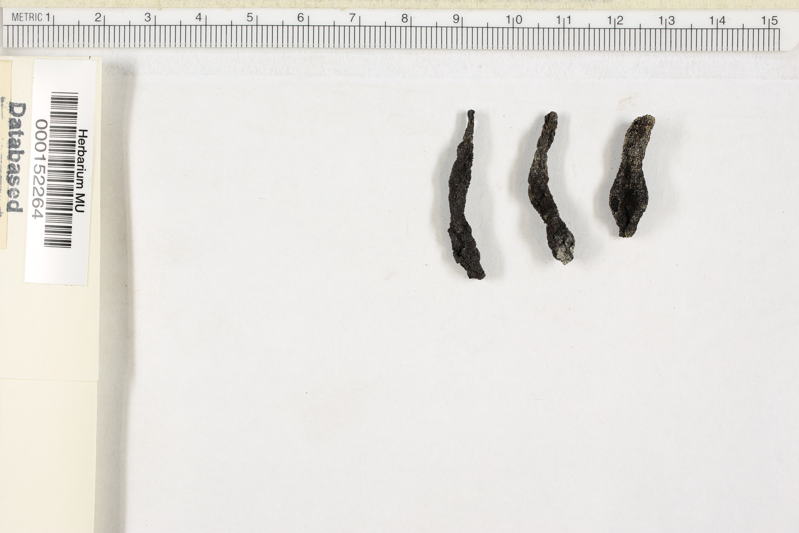 Xylaria digitata image