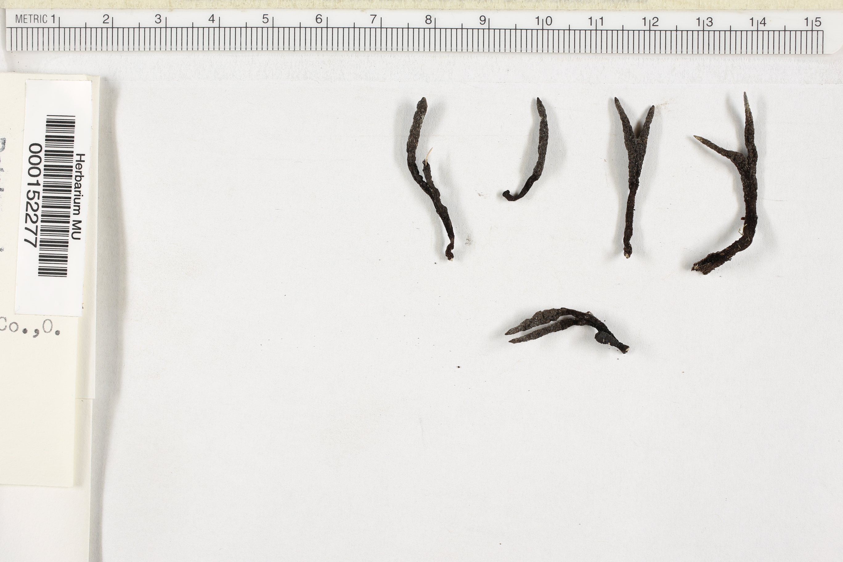 Xylaria digitata image