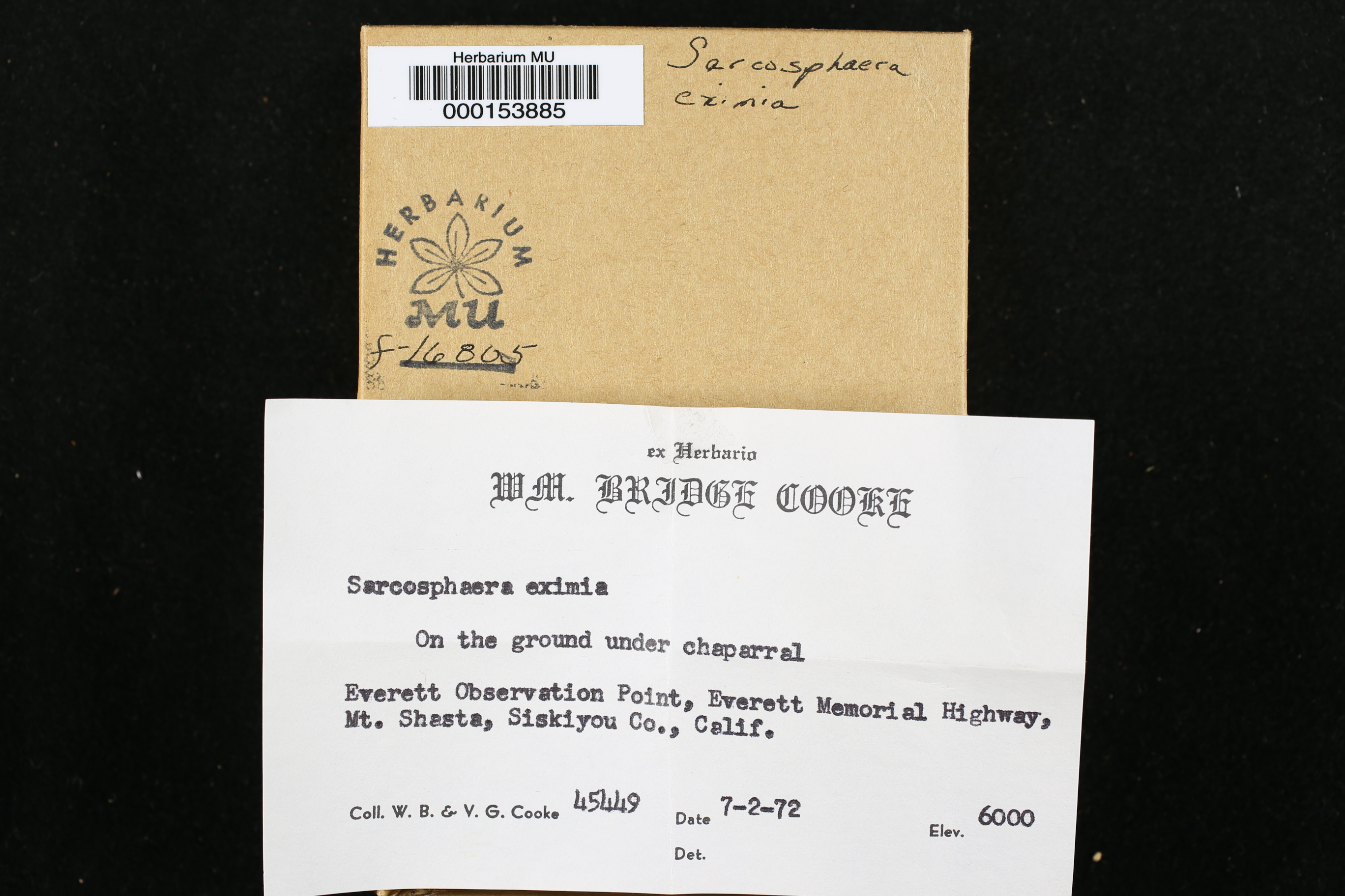 Sarcosphaera eximia image