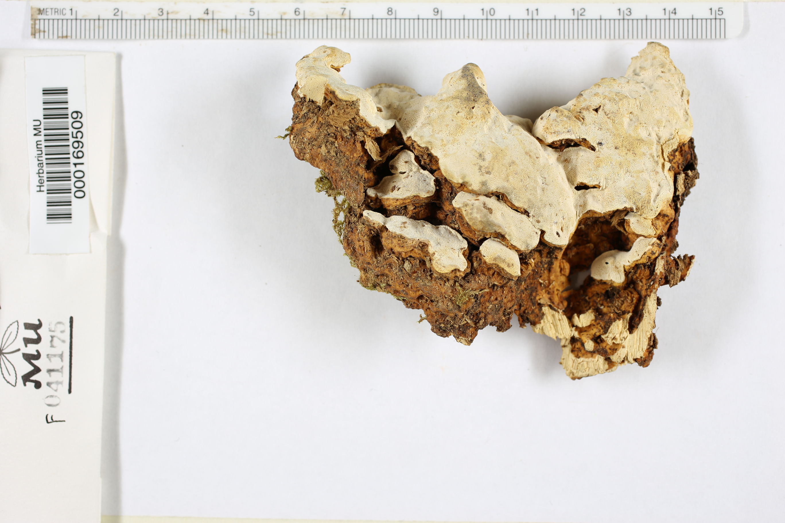 Fomitopsis sensitiva image