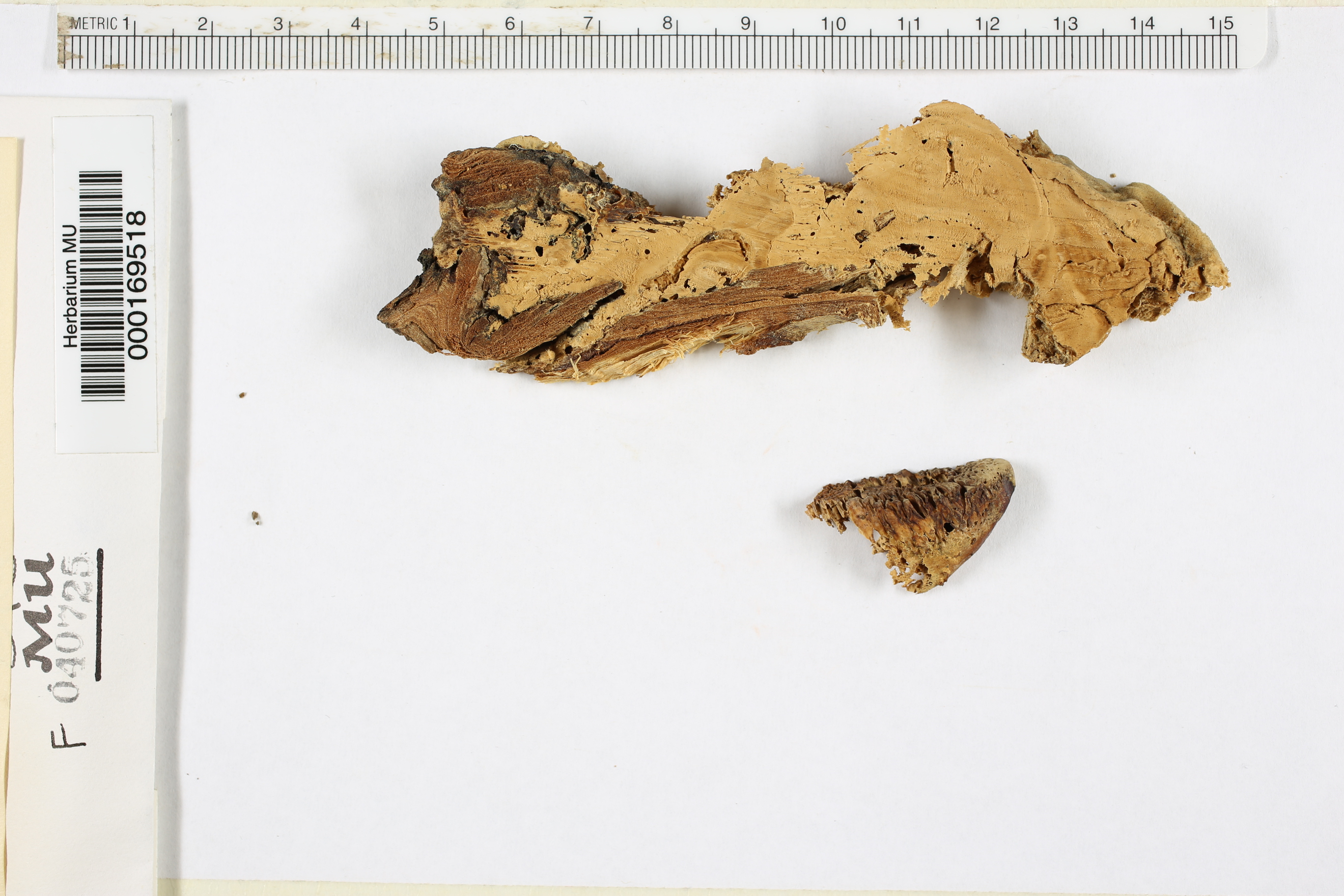 Trametes suaveolens image