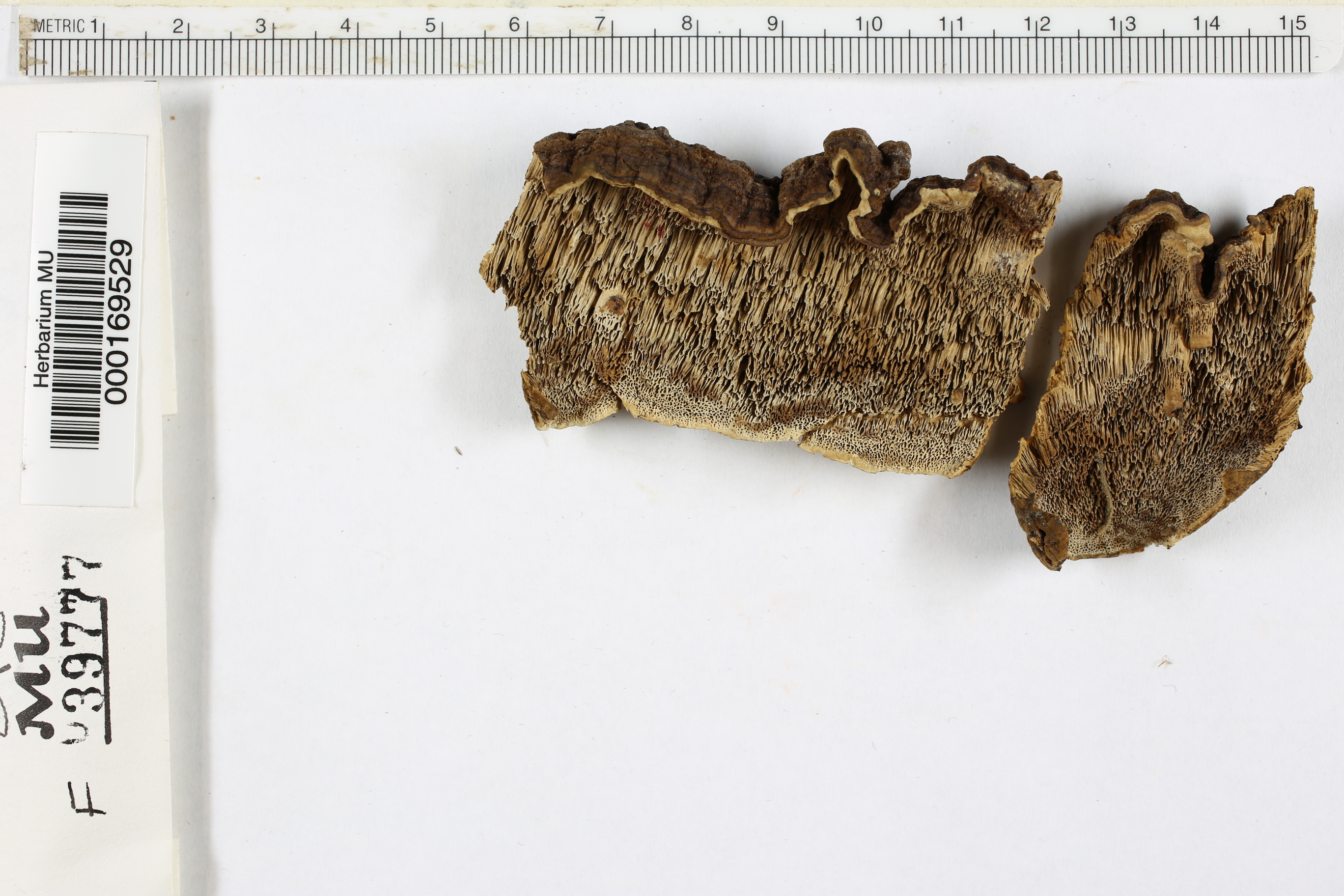 Datronia mollis image
