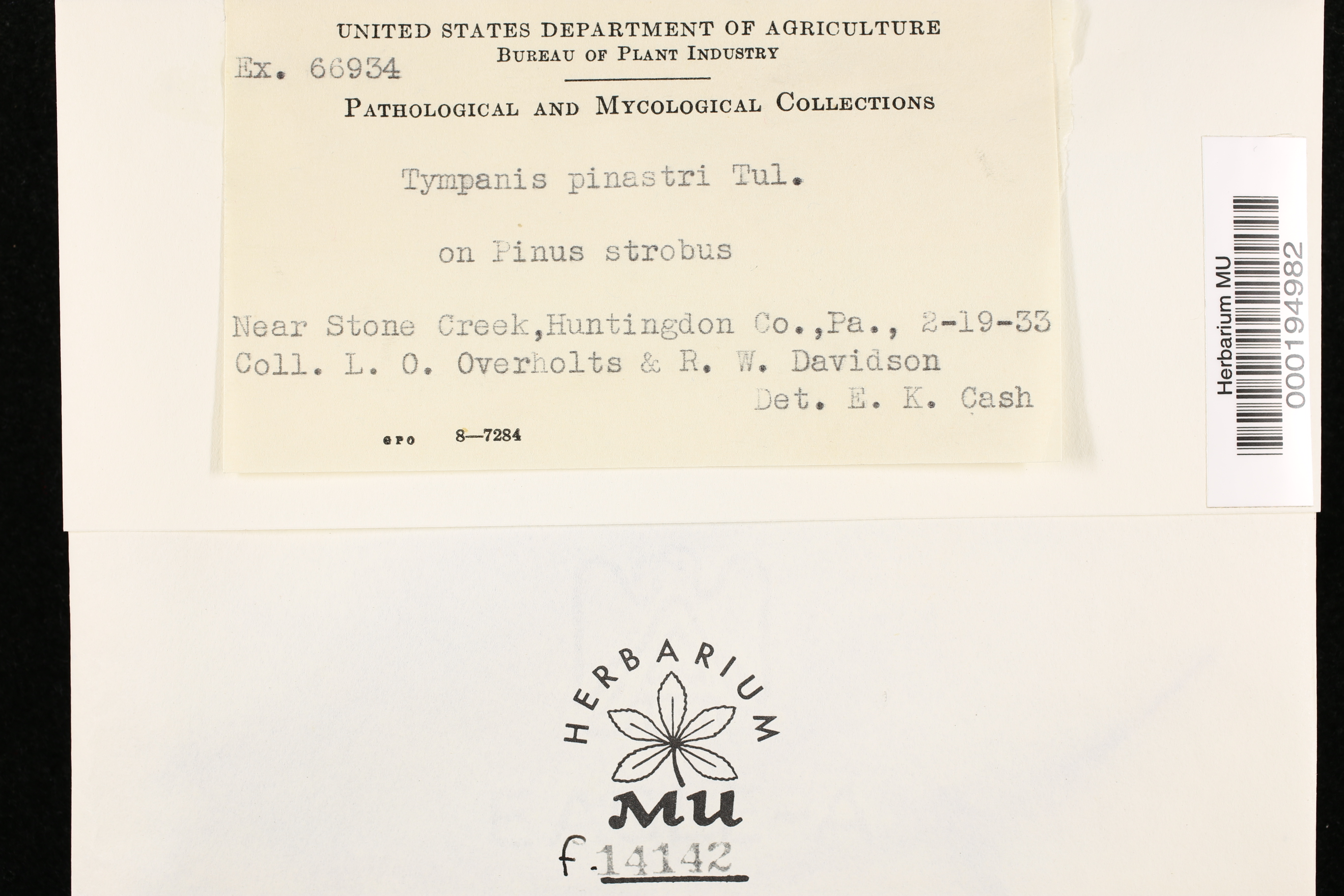 Tryblidiopsis image