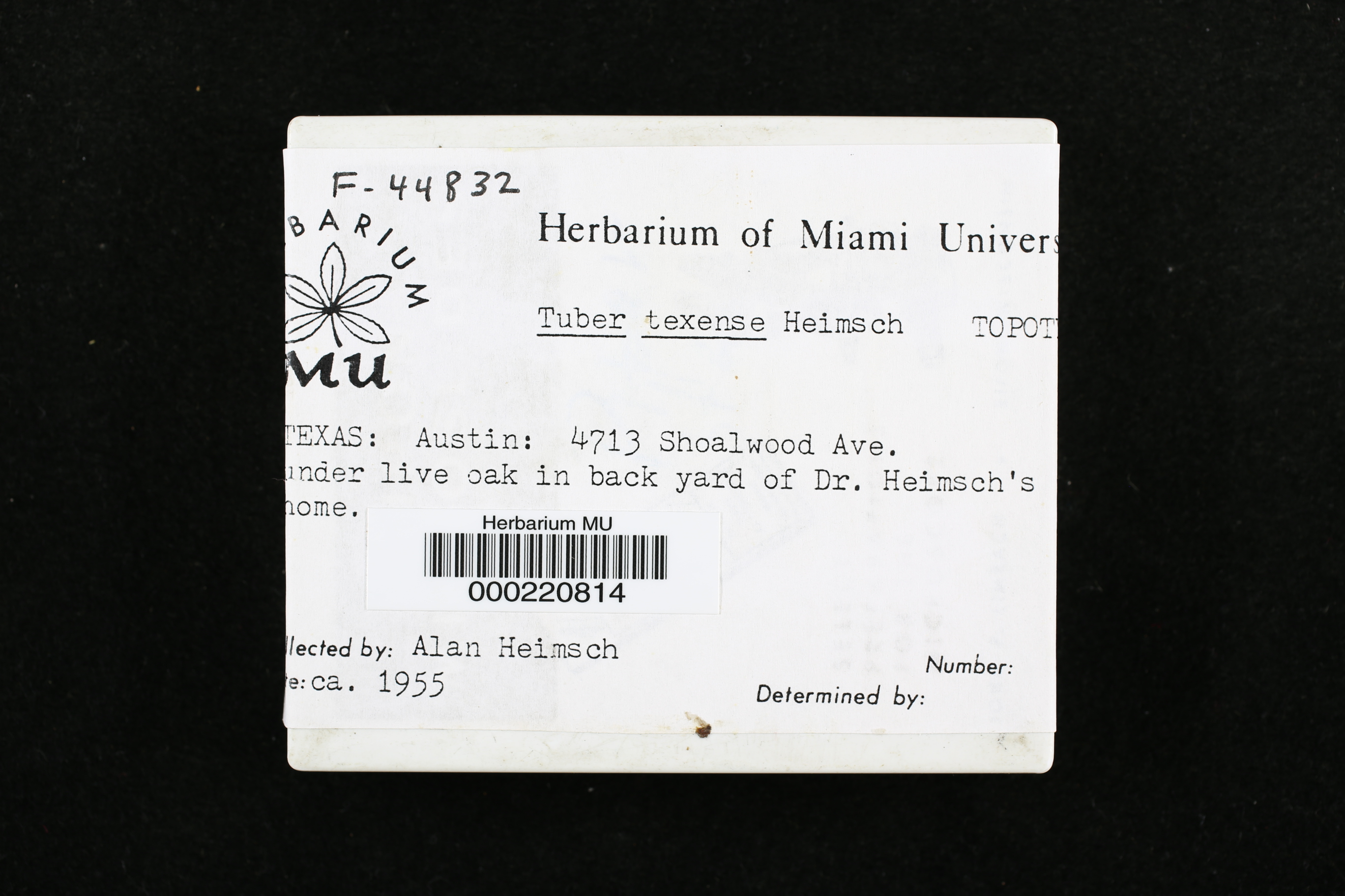 Tuber texense image