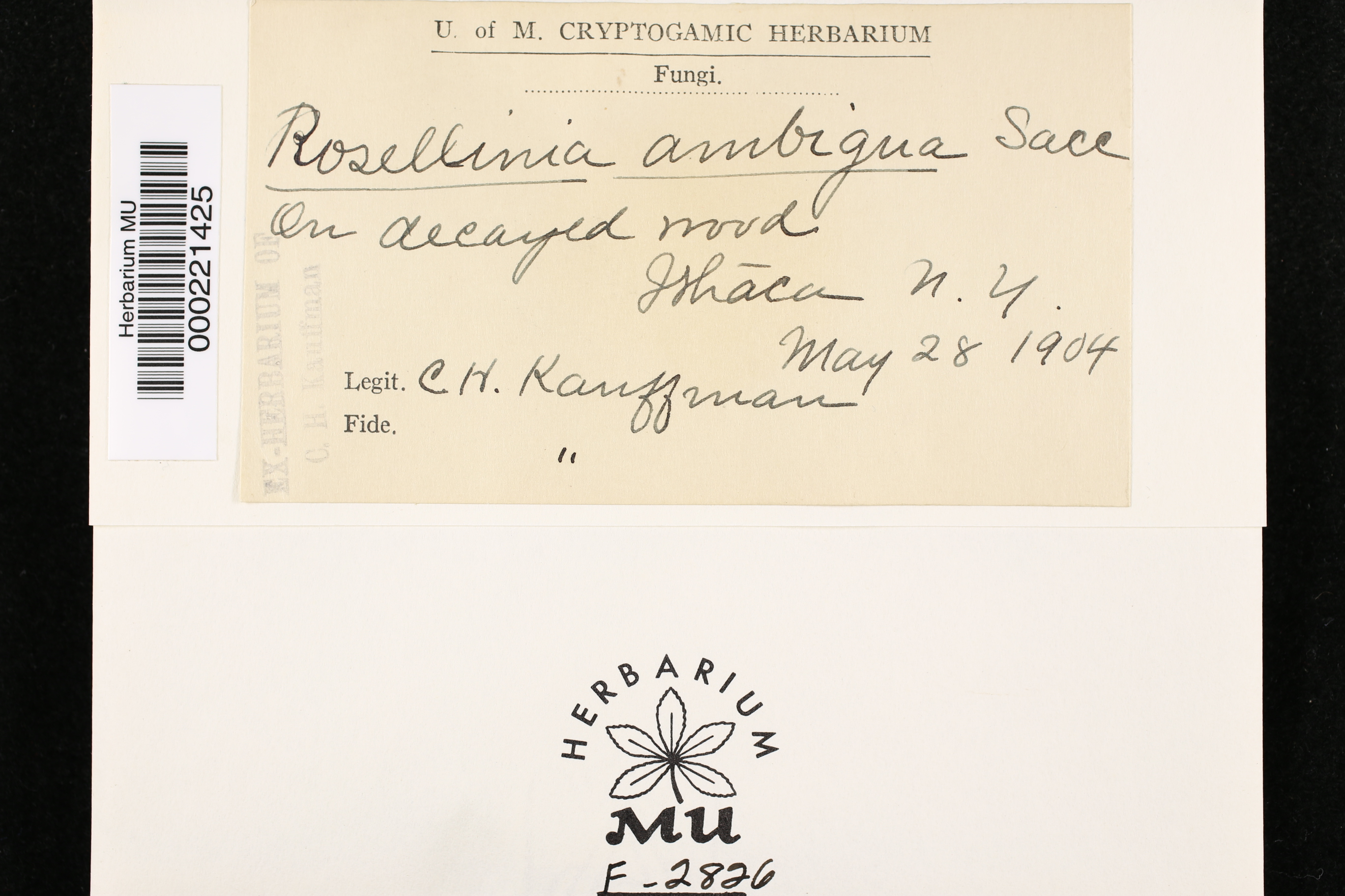 Rosellinia ambigua image