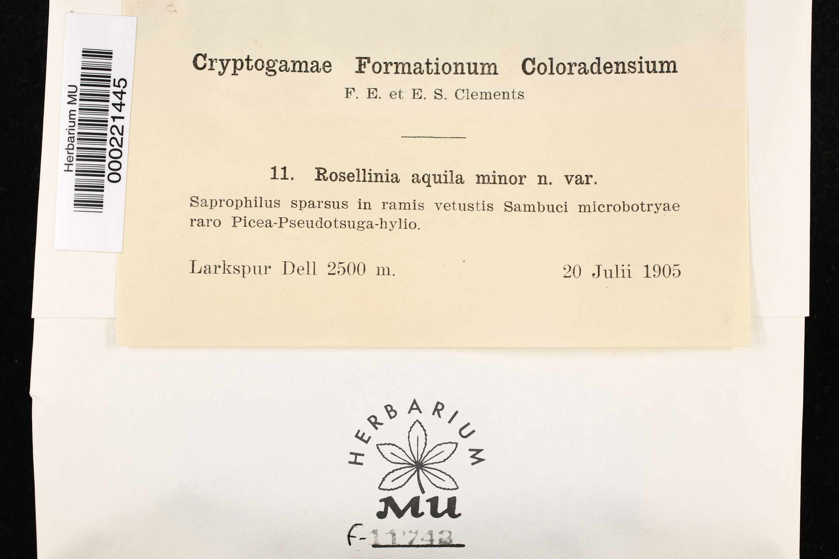 Rosellinia aquila image