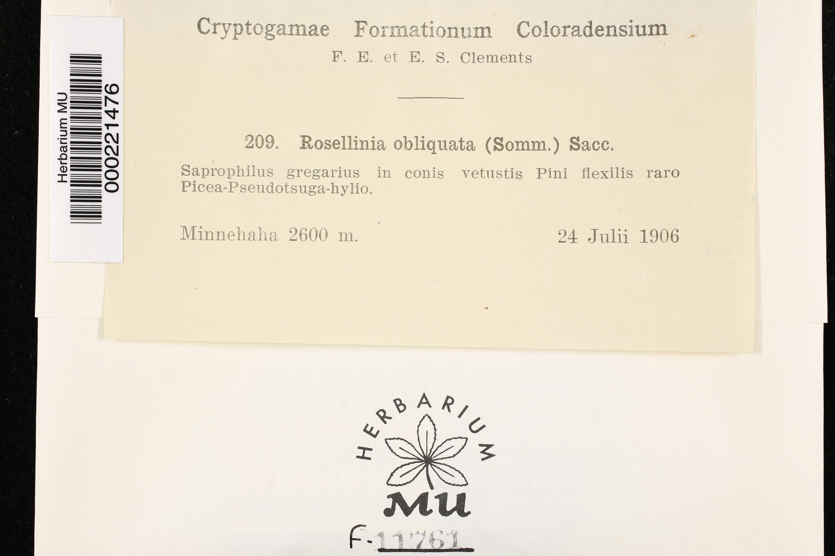 Rosellinia obliquata image