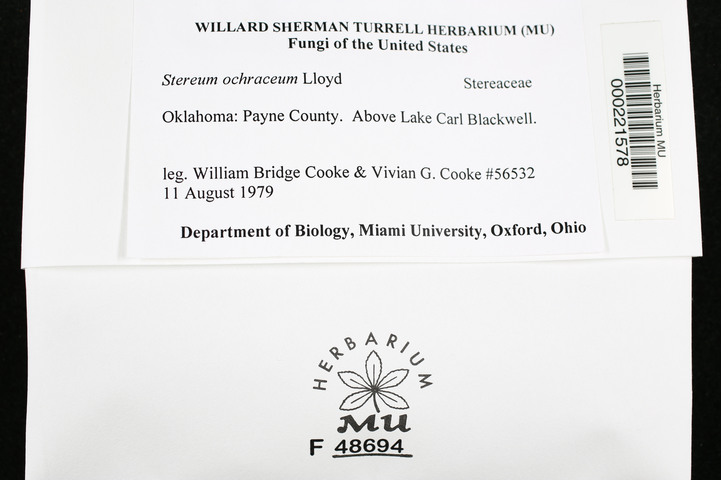 Stereum ochraceum image