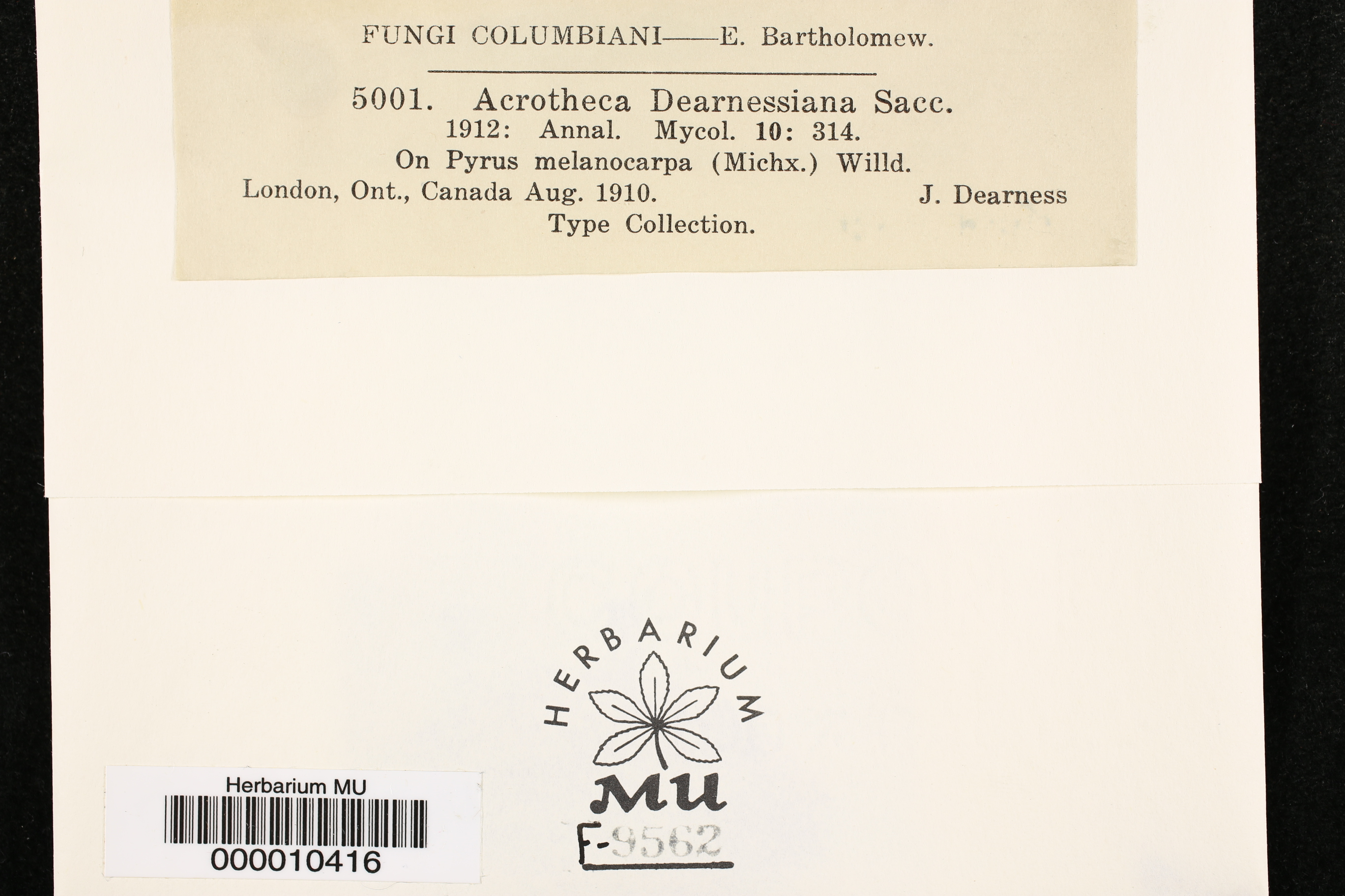 Acrotheca dearnessiana image