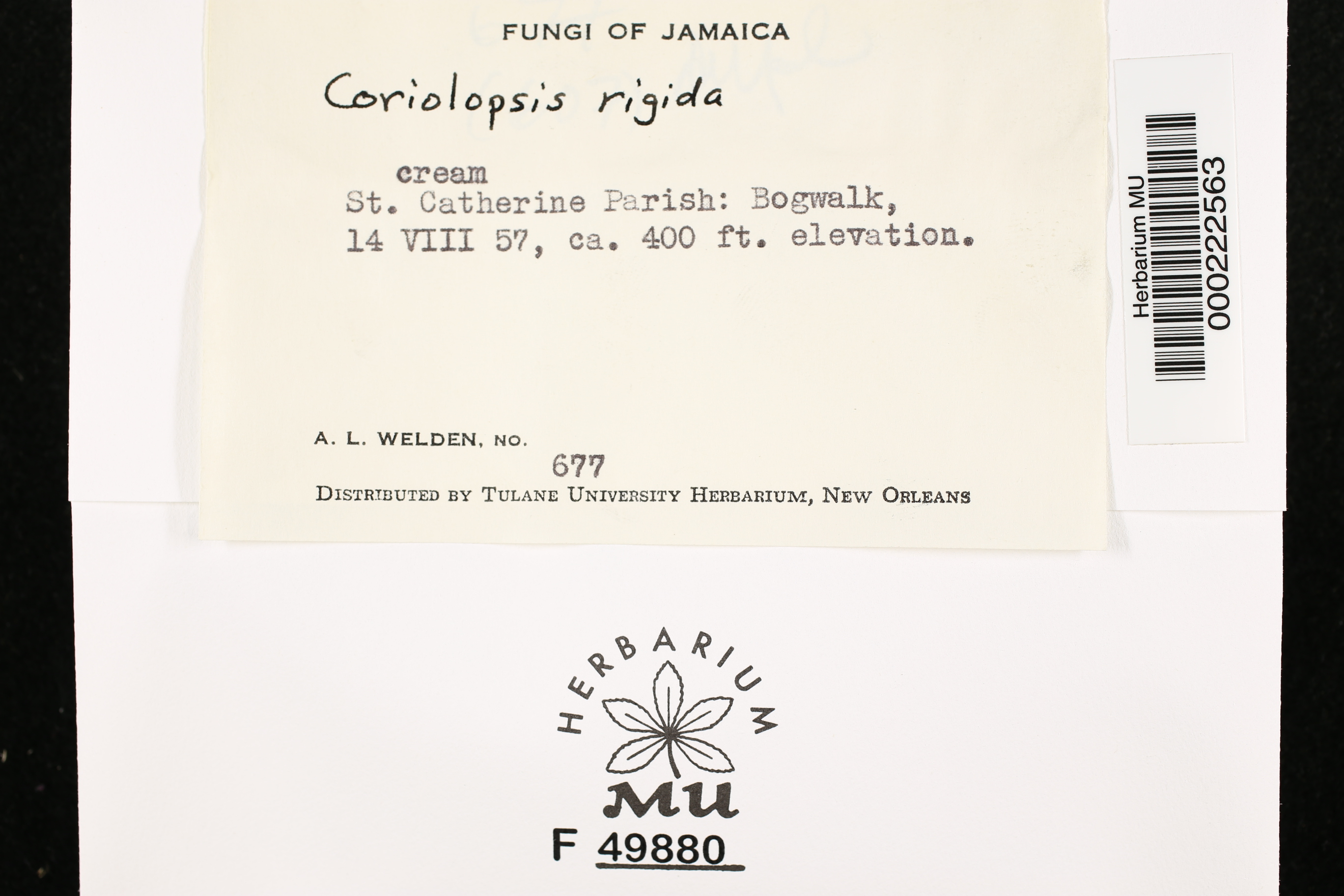 Coriolopsis floccosa image