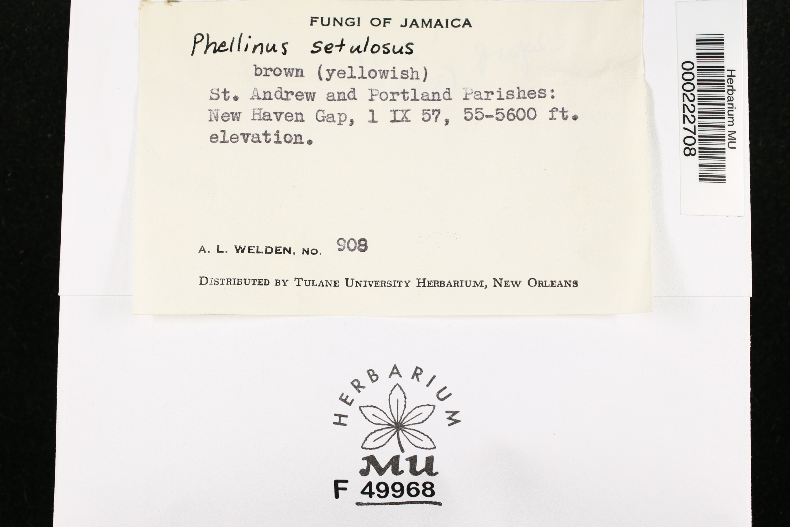 Phellinus setulosus image