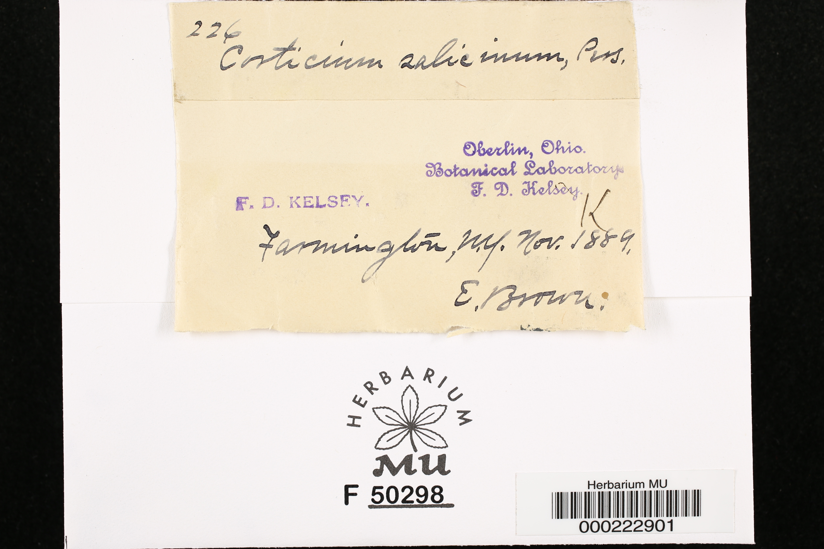 Cytidia image
