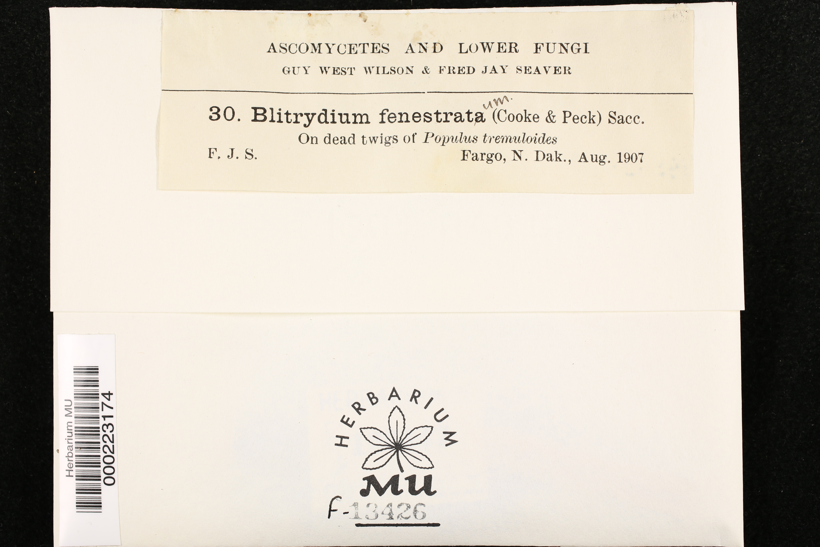 Blitridium fenestratum image