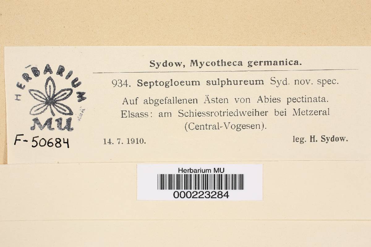 Septogloeum sulphureum image