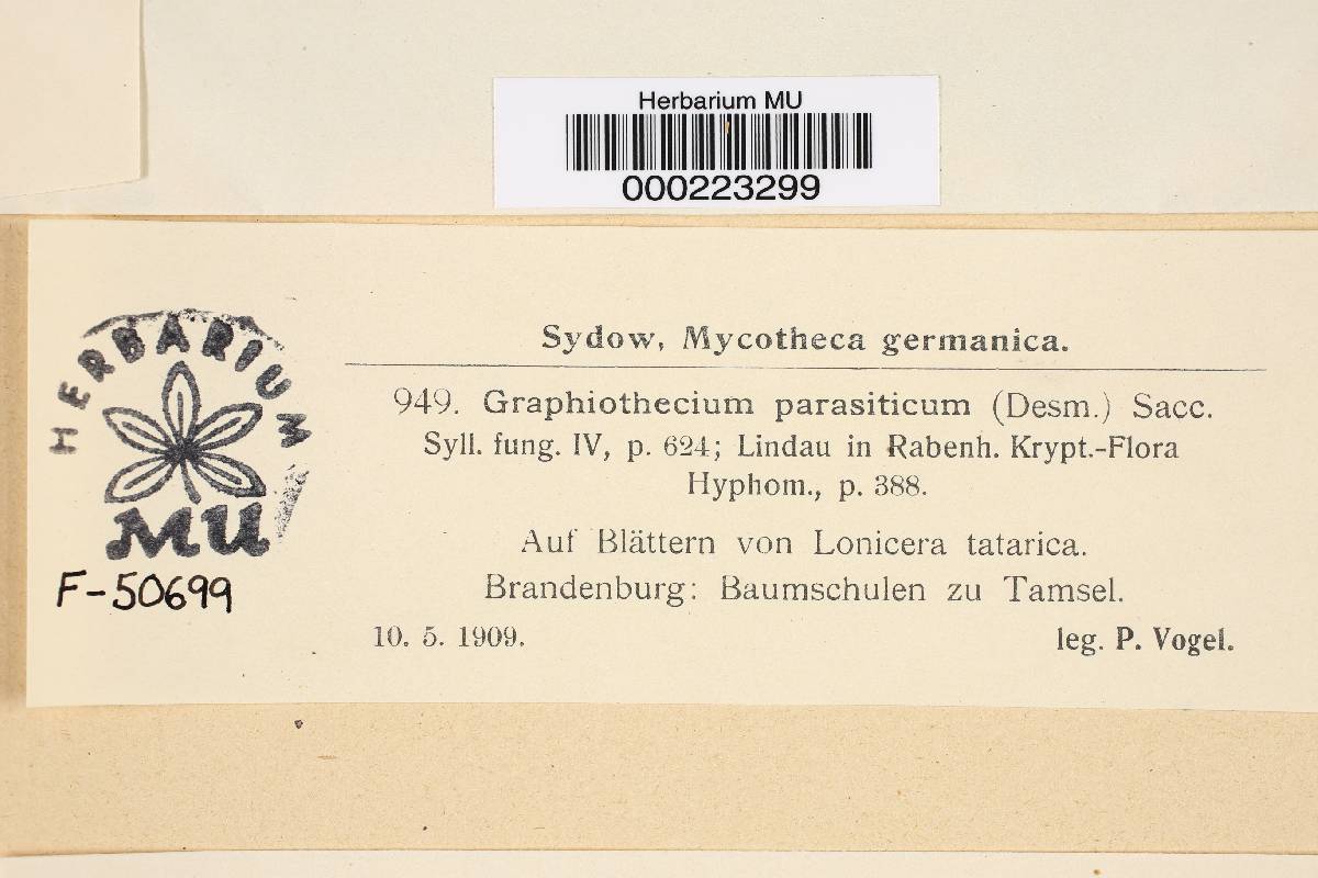 Graphiothecium parasiticum image