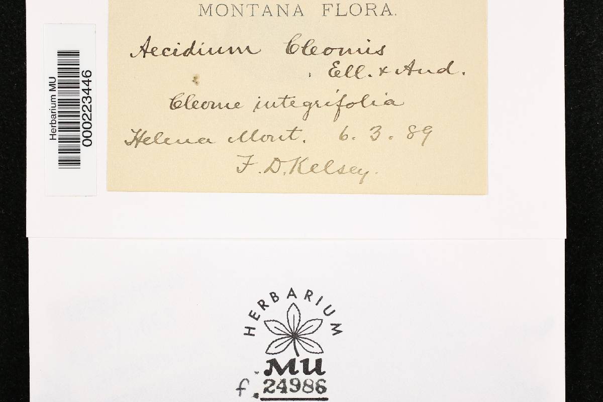 Aecidium cleomes image