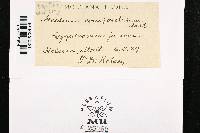 Aecidium compositarum image