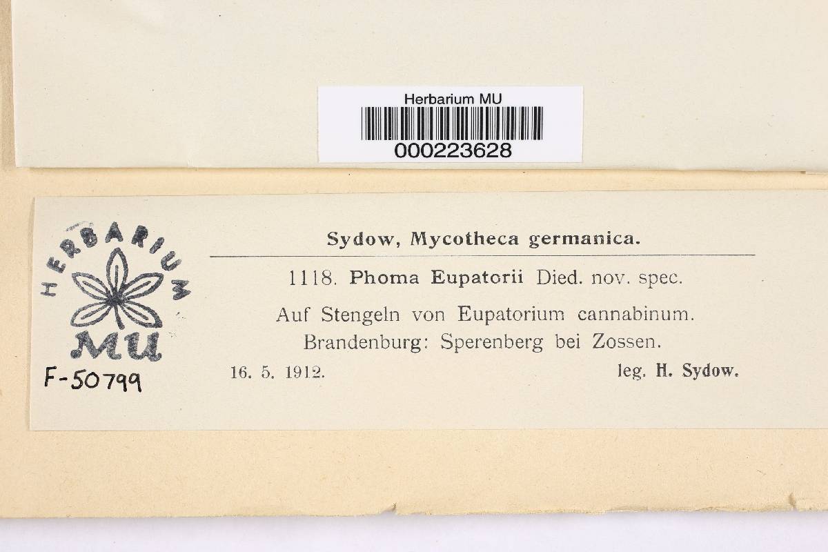 Phoma eupatorii image