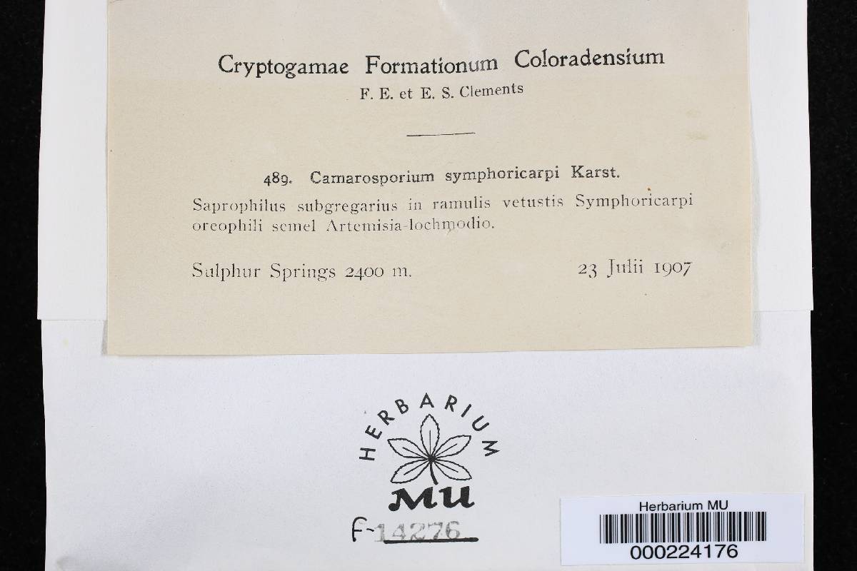 Camarosporium symphoricarpi image