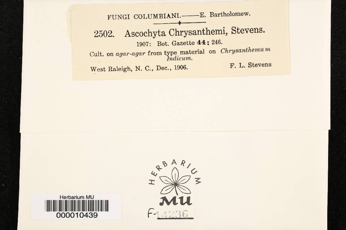 Mycosphaerella chrysanthemi image
