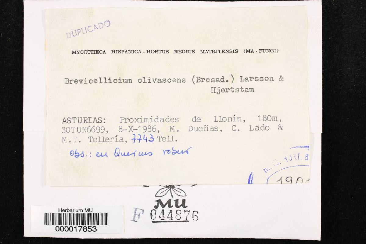 Brevicellicium olivascens image
