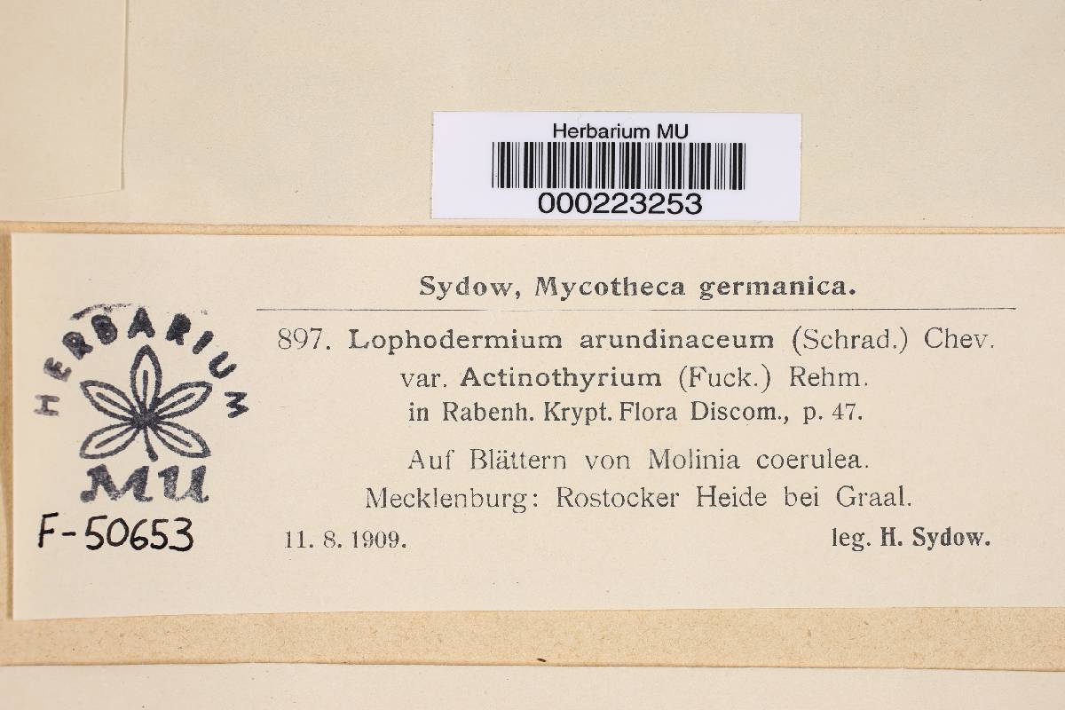 Lophodermium arundinaceum var. arundinaceum image