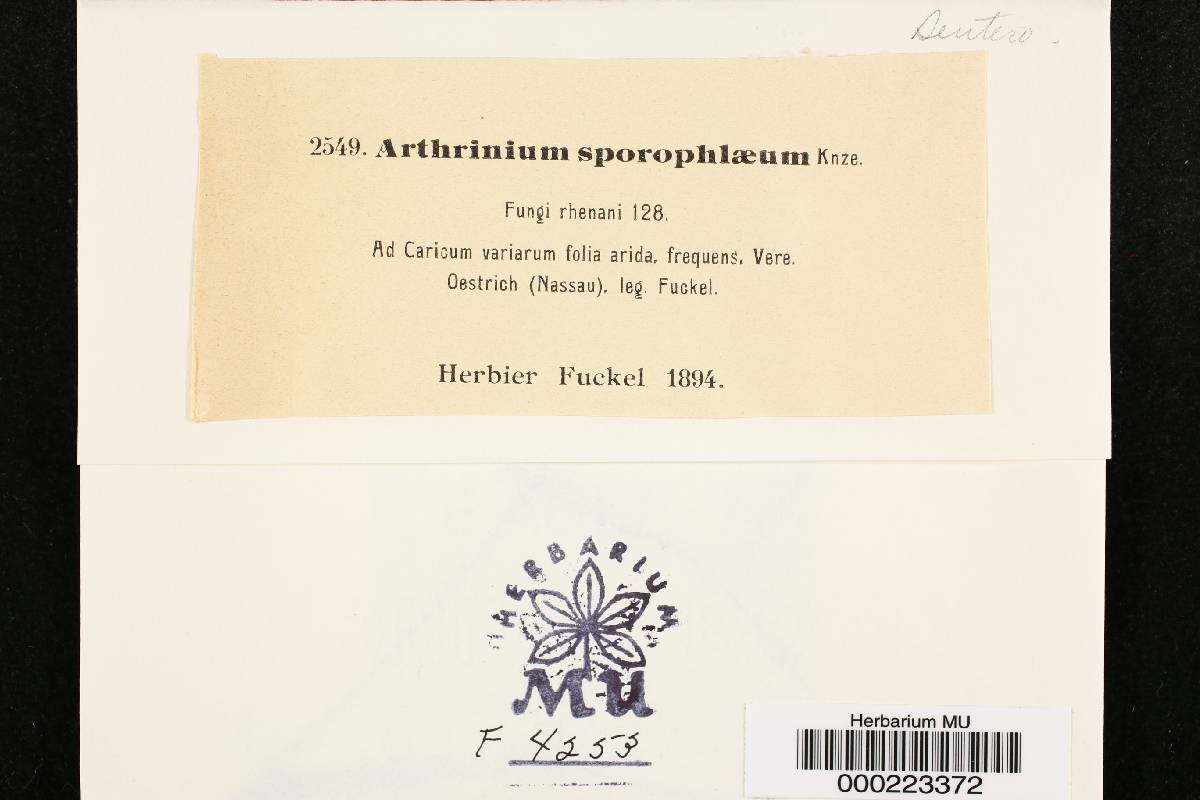 Arthrinium sporophleum image