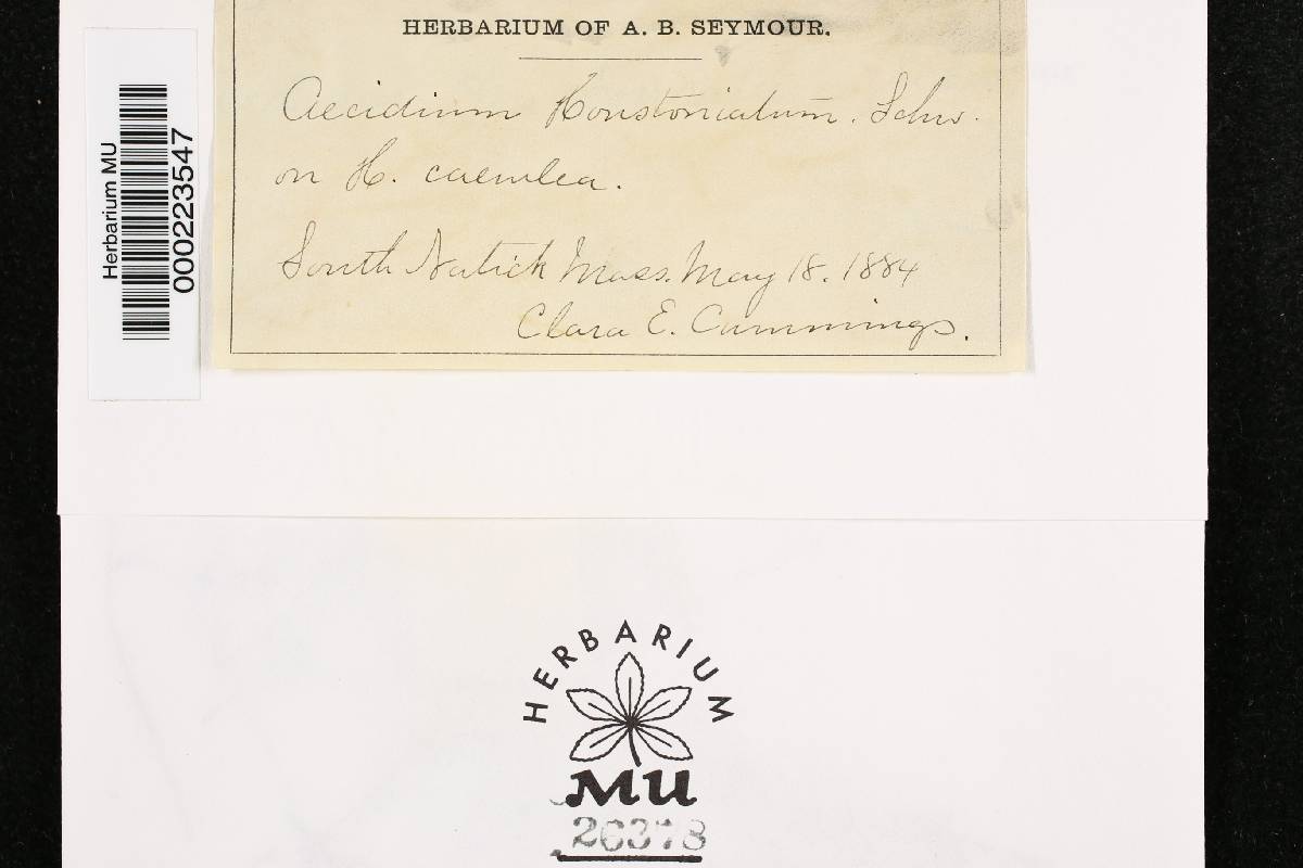 Aecidium houstoniatum image