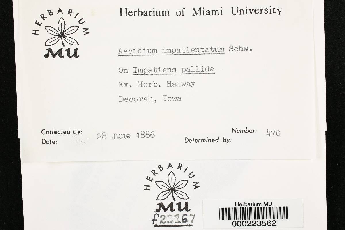 Aecidium impatientatum image