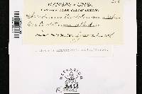 Aecidium pentastemonis image