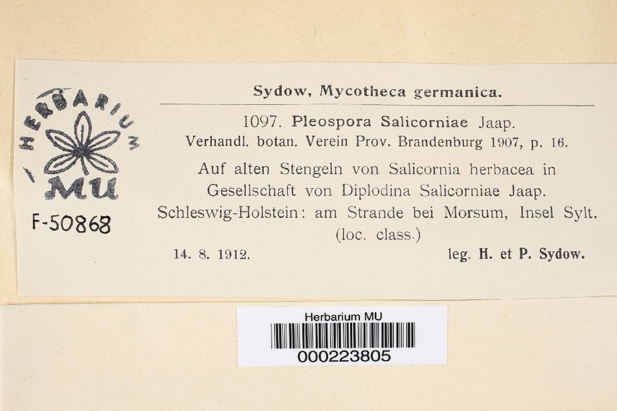 Pleospora salicorniae image