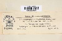 Leptosphaeria typharum image