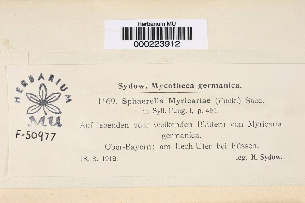 Mycosphaerella myricariae image