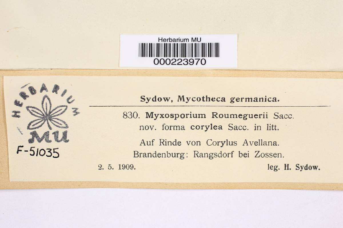 Myxosporium roumeguerei f. corylea image
