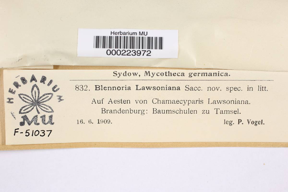 Blennoria lawsoniana image