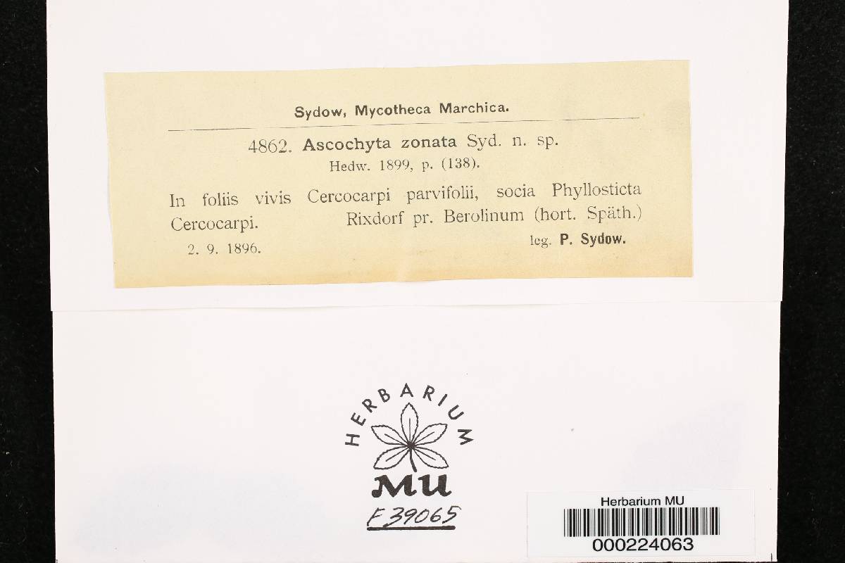 Ascochyta zonata image