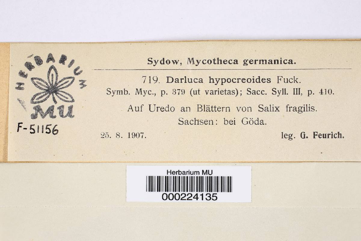 Darluca hypocreoides image