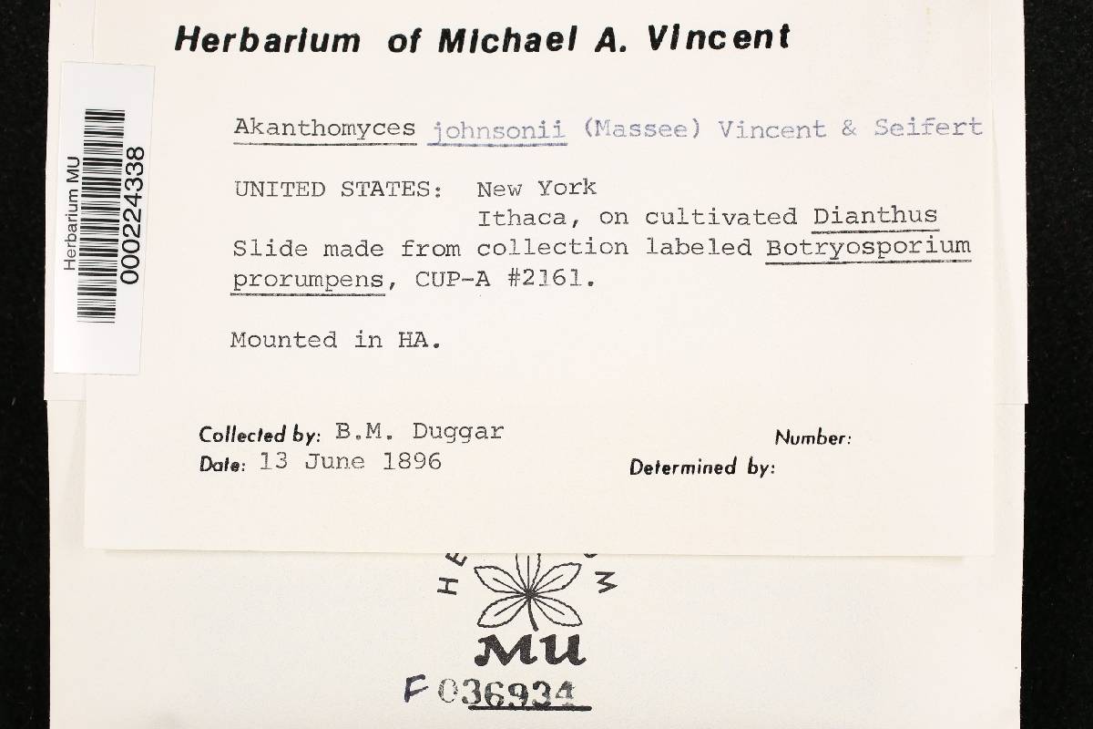 Akanthomyces johnsonii image