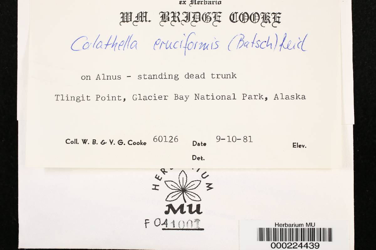 Calathella erucaeformis image
