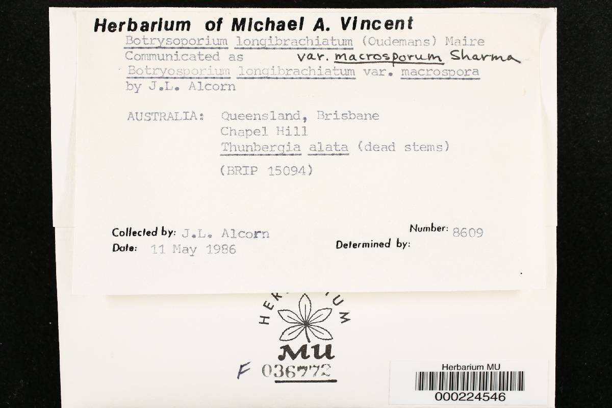 Dictyosporiaceae image