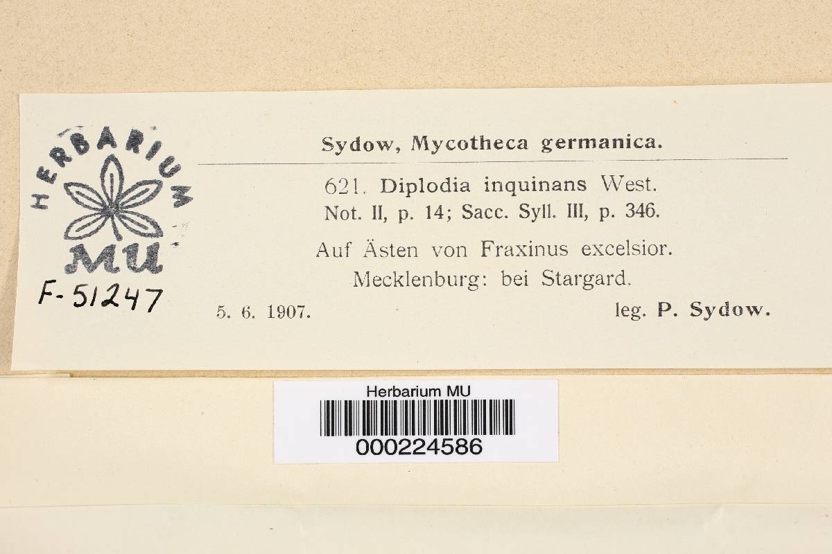 Diplodia inquinans image