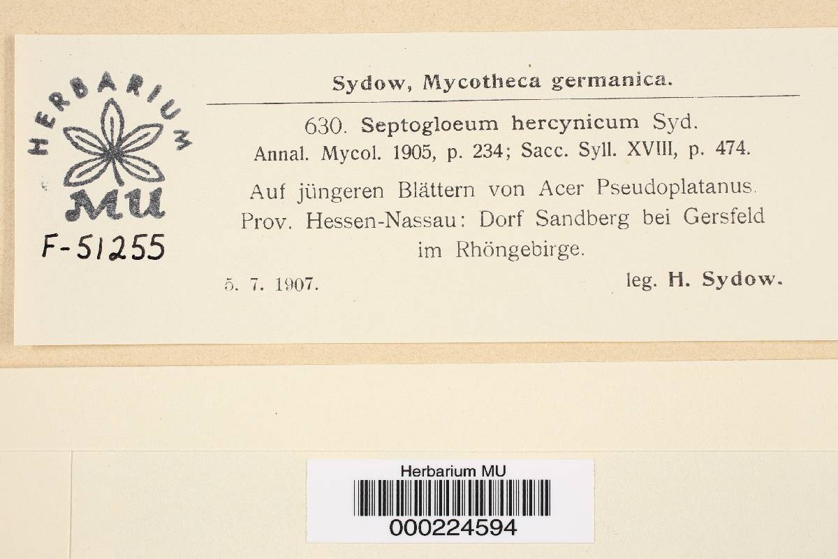 Septogloeum hercynicum image