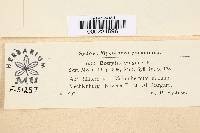 Botryotinia fuckeliana image